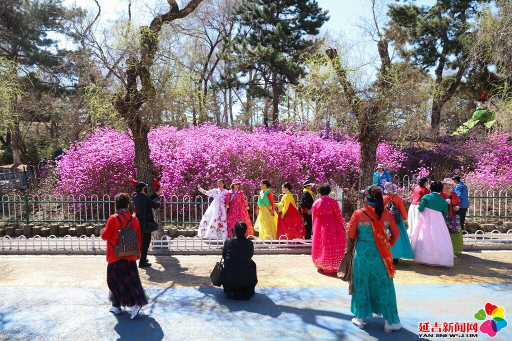 綠美延吉 | 延吉公園栽下金達萊 惹得游人醉